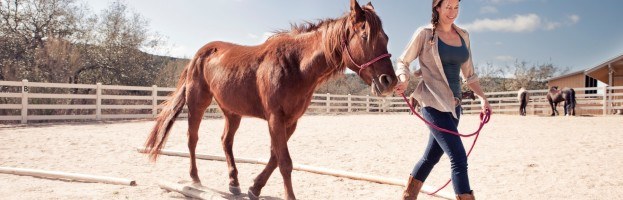 Get Your Cowboy On: A Wild West Round-up